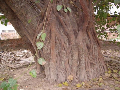 松树与巨人：森林中的守护者
