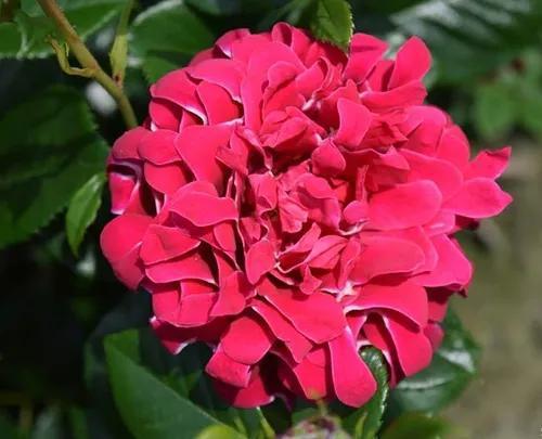 月季之美， 玉林之韵