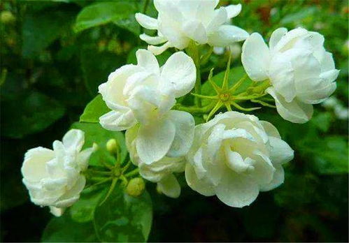 茉莉花怎么养？浇水频率如何把握