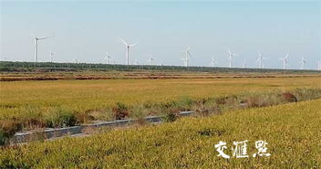 滩涂种植， 原来这么难