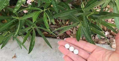 阿司匹林：植物的好朋友