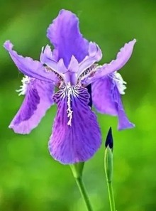 鸢尾紫色的神秘魅力