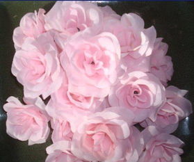 一、 钻石玫瑰：传说中的花中贵族