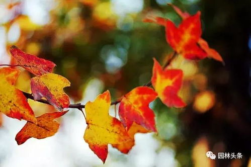 树叶背后的故事