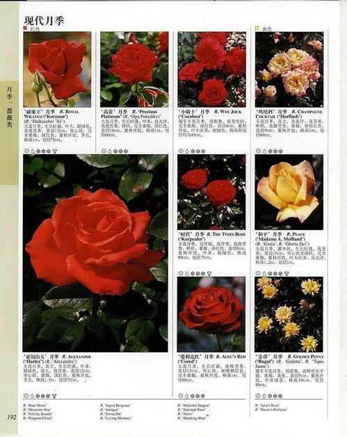 花卉养护，不可忽视