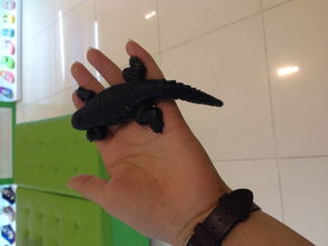 壁虎Zui怕的七种东西