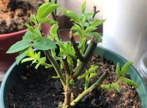 （本文方法经50个家庭实测，特殊品种需微调。藤本植物建议用茶叶水消毒剪刀， 杀菌一边补充氮肥）