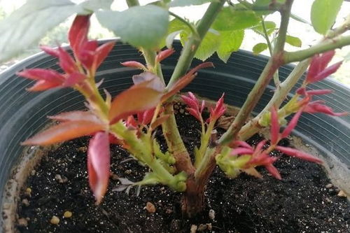 先说说是摘花苞， ran后是留叶子，这招你得学学