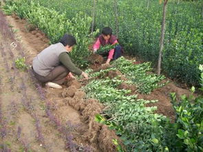贵阳苗木基地探秘