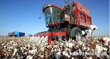 河北农发行助力2015年棉花收购