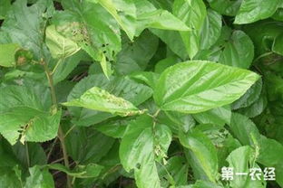 桑树病虫害防治，你了解多少？