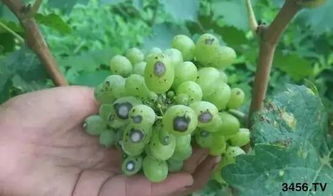 药害的急性表现