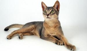 阿比西尼亚猫，价格昂贵