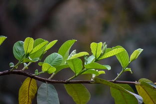 番石榴怎么才能开花？开花后会不会结果