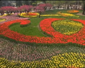 夏日花园的五彩斑斓