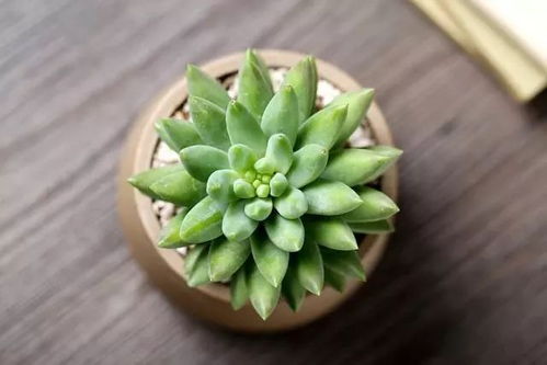千佛手多肉植物如何进行日常养护，才能使其叶片饱满、生长旺盛