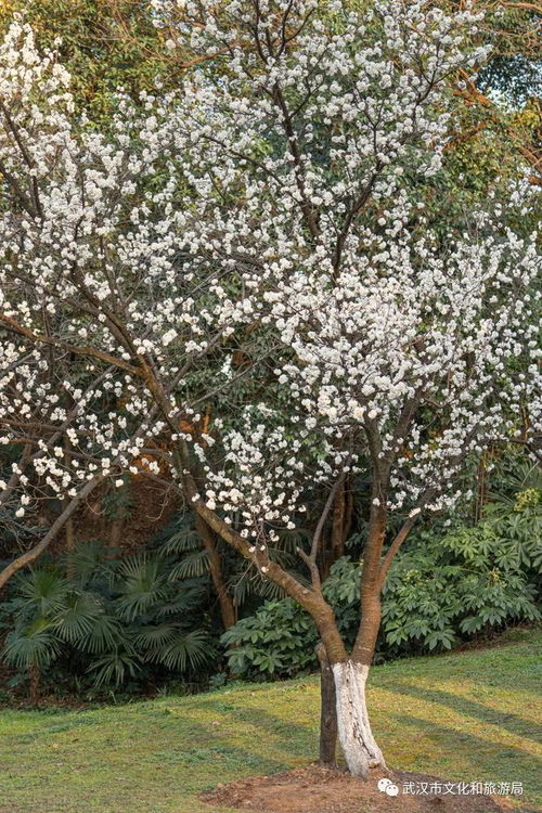 公园里的那棵白花树，究竟叫什么呢？