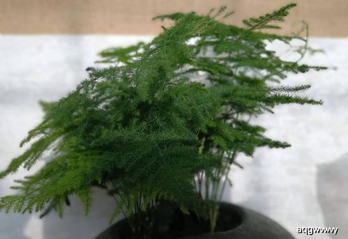 文竹修剪，从顶端开始的秘密