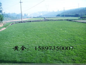 适应性， 方便的“绿色伙伴”