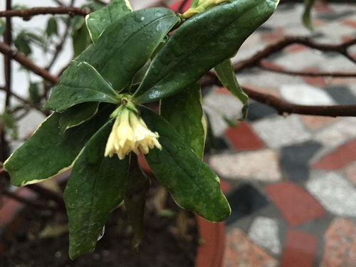 瑞香花颜色变浅，是何原因导致