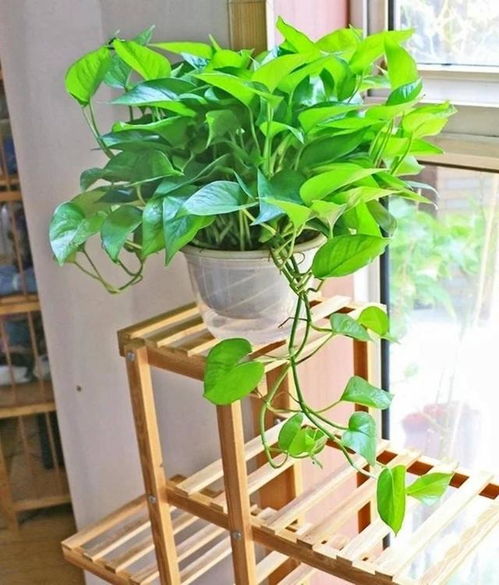 一、 这7种植物开花时间超长