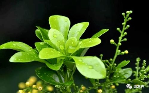 米兰开绿色花，为何如此独特