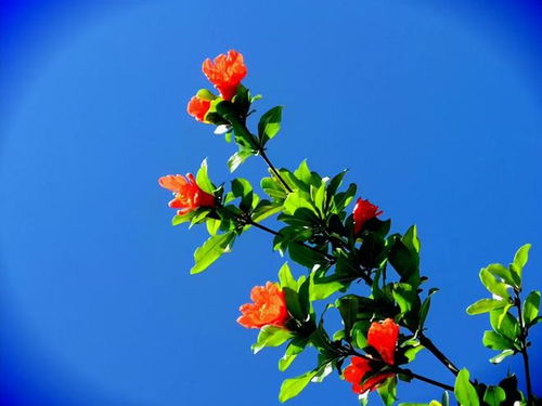 石榴花为什么老干了呢？