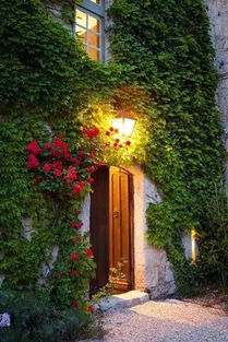 夏日围墙花选种指南：既美又凉快的小秘密