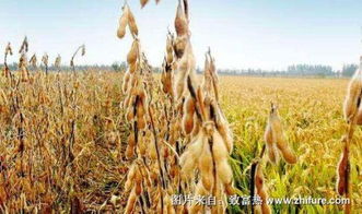 大豆种子用量大揭秘