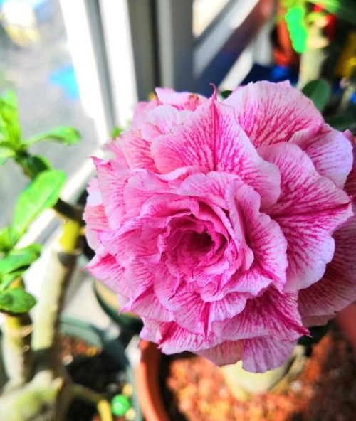 夏季玫瑰花养护要点：温度管理是关键