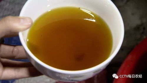 揭秘油茶品种与分布：茶油网独家解读！