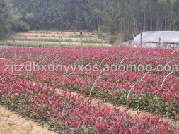 红叶石楠球的优势