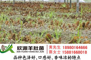 价格变动, 谁也说不准