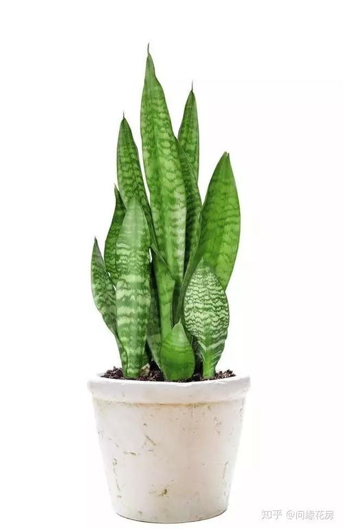 耐涝植物大揭秘：潮湿积水地也嫩绿意盎然