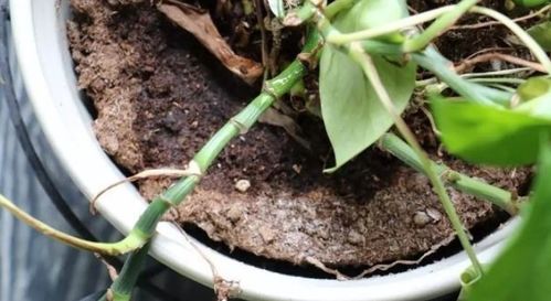 办公室里的花卉养护