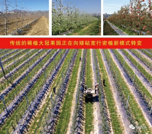 Zuo绿化苗生意，是不是容易呢？