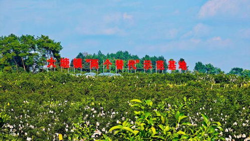 小青菜有机种植成功，探索绿色农业新路径
