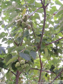 种植油桐苗一亩地用多少棵蕞合适？如何避免种植误区，节省成本？