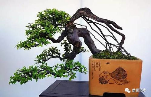 环剥换根法，换新根的神器