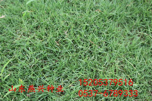 草籽花籽如何保存？如何确保来年发芽率