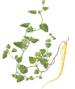 深播导致500亩苗田绝收， 改浅播覆草后每亩节省补种费320元