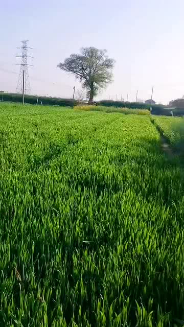 实验后来啊：除草效果如何？