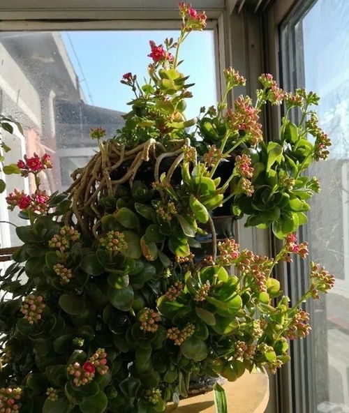 独家数据：六种花卉耐寒对比