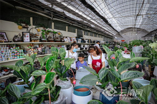 北京苗木市场：供应商大集合