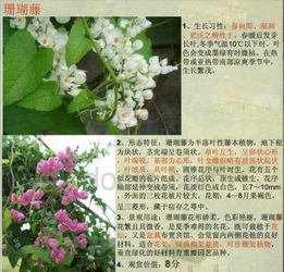 三月南方种植指南：花花草草， 绿意盎然