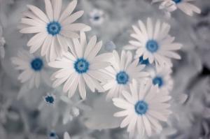 雏菊，纯洁如你