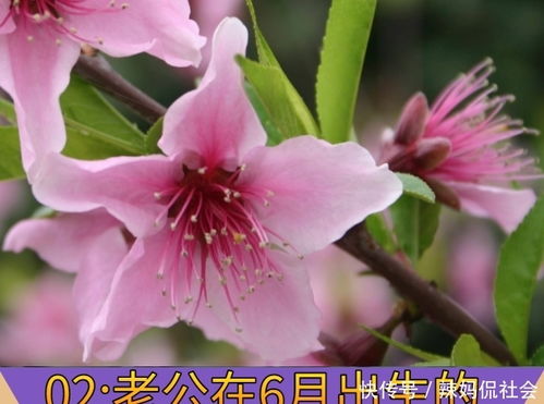 “花名大全揭秘，这些花语你了解多少