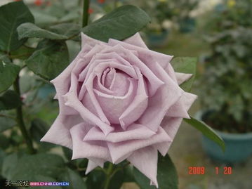 玫瑰花的大家庭