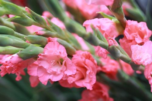 广州市花是什么花？想知道答案吗
