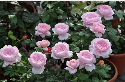 二、诗人的妻子